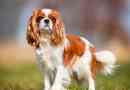 Kavaler-king charles spaniel